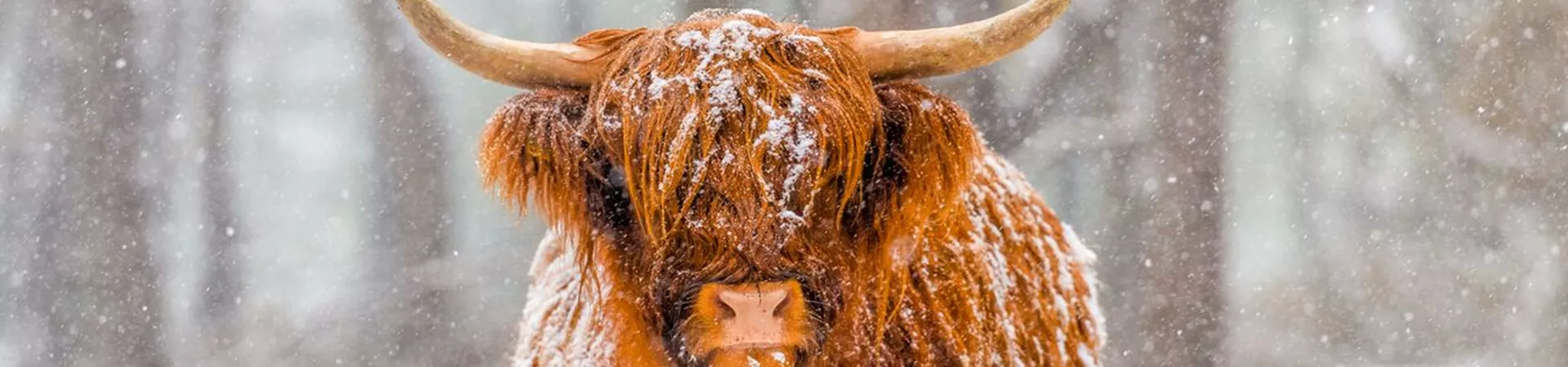 Scottish highland cow in snow