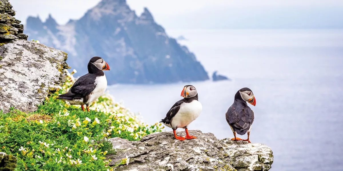Three puffins sitting on top of a rock in Ireland